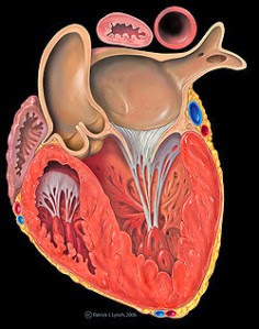 250px-heart_left_ventricular_outflow_track-2