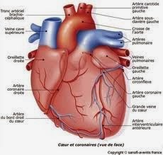 Échocardiographie de l’infarctus aigu du myocarde avec sus-décalage du segment ST